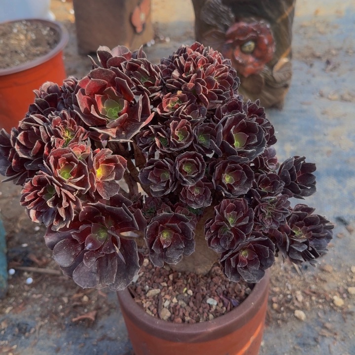 微瑕特特头发112