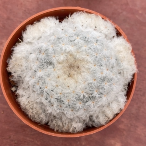 白星群生7仙人球