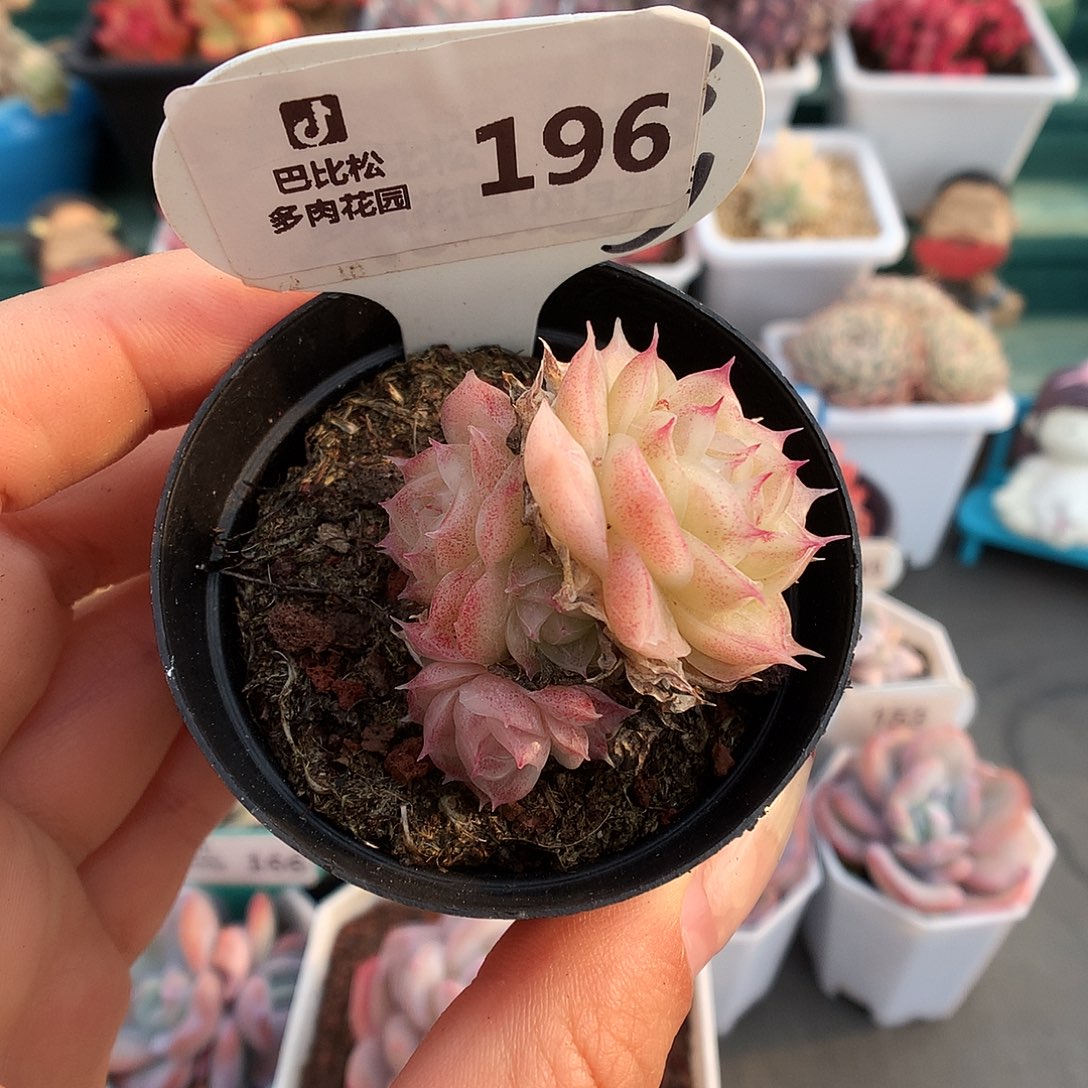 196潘多拉女王多肉植物