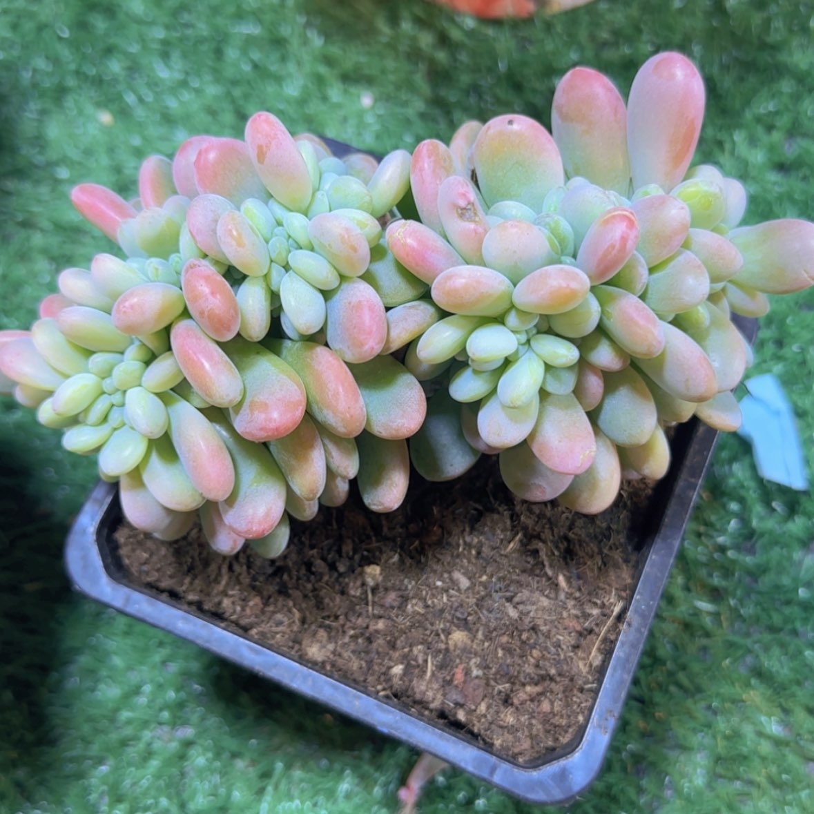 【闪购商品】洛神缀化49.9