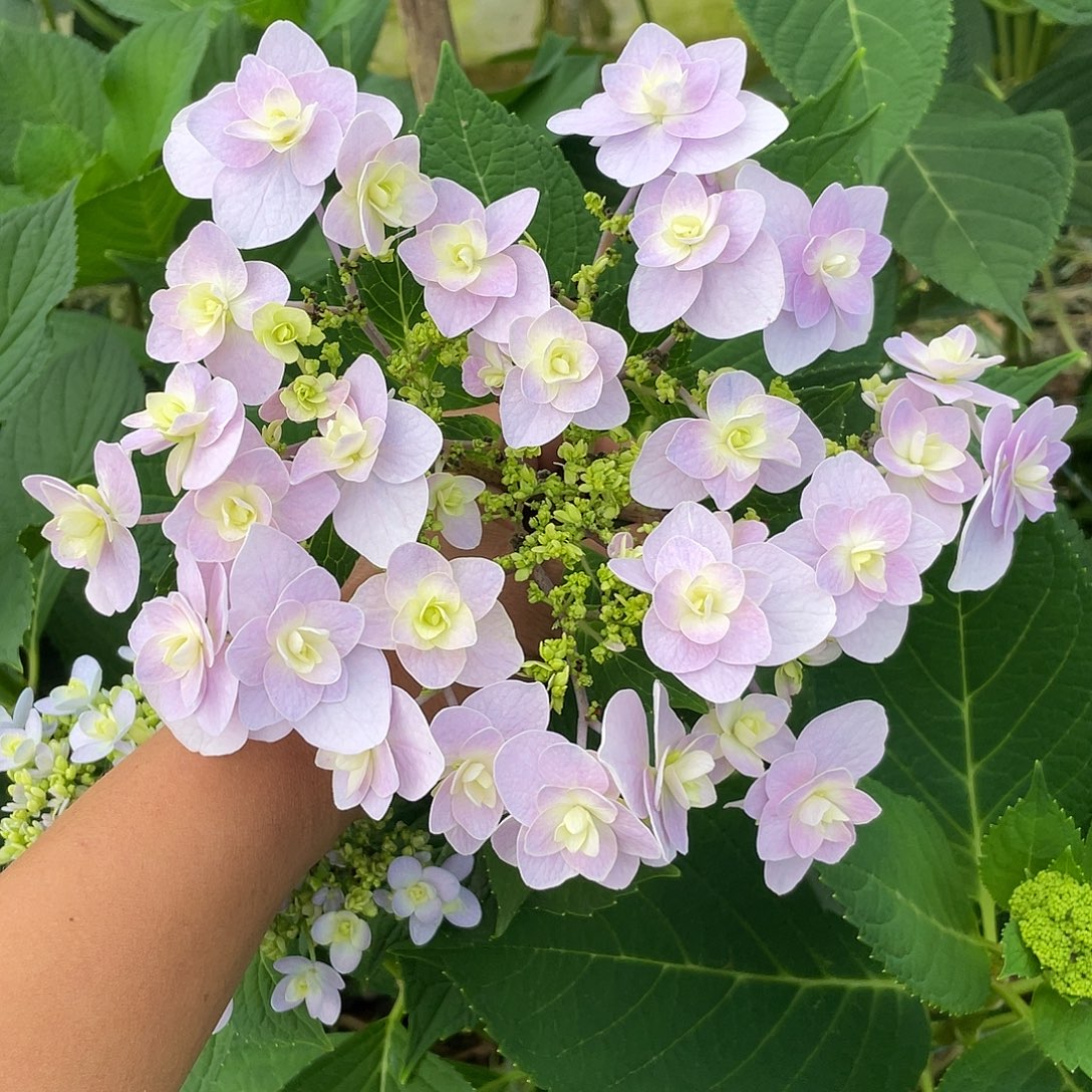 绣球切花一物一拍3枝起包邮，177