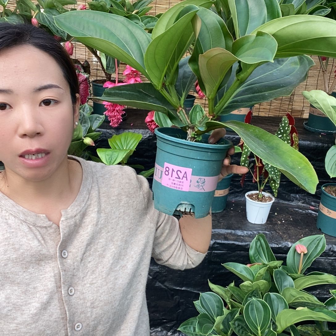 木本植物M*.木本花卉218