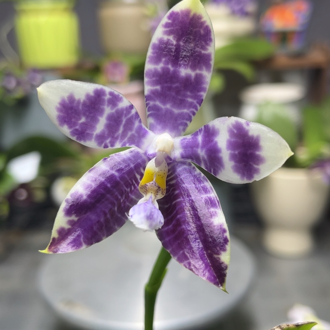 完全开放KM3667，2.5杯开花株