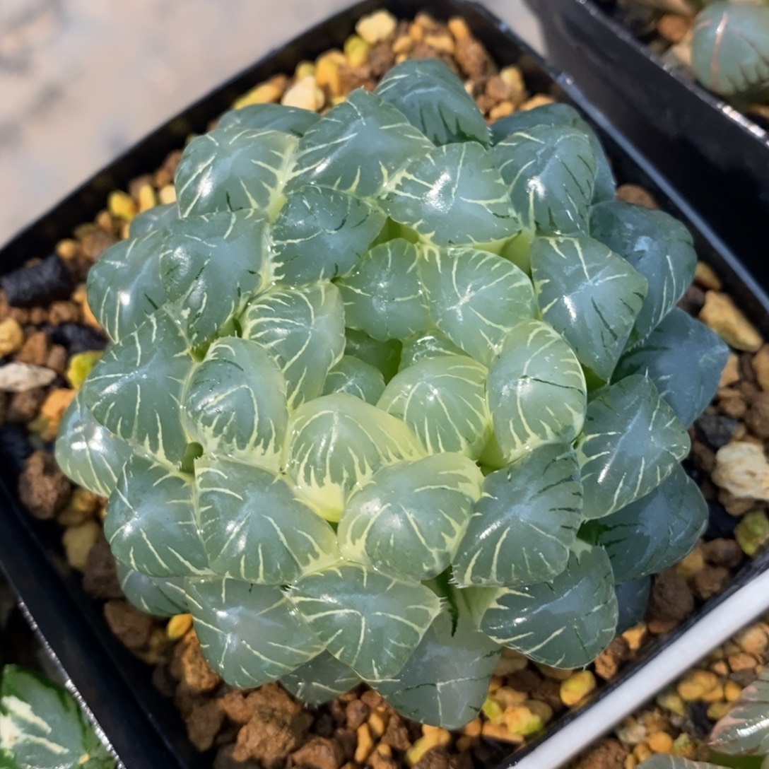 一颗糊斑湖水玉露锦       