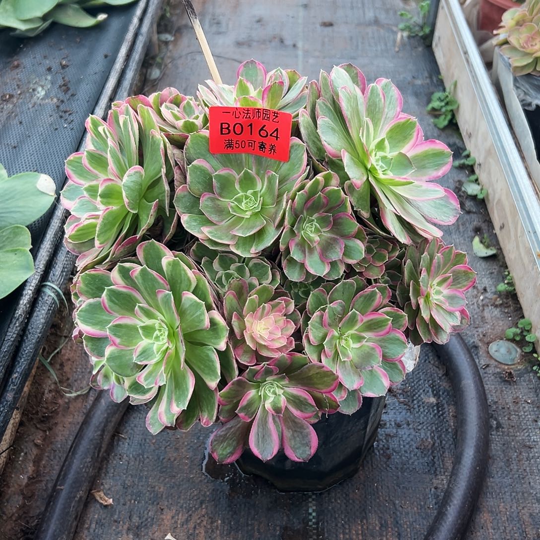 ****煜孔雀翎、0164多肉植物
