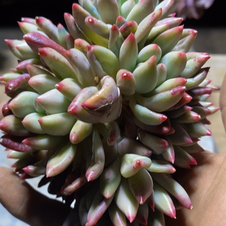 豆*。美人多肉植物18-2