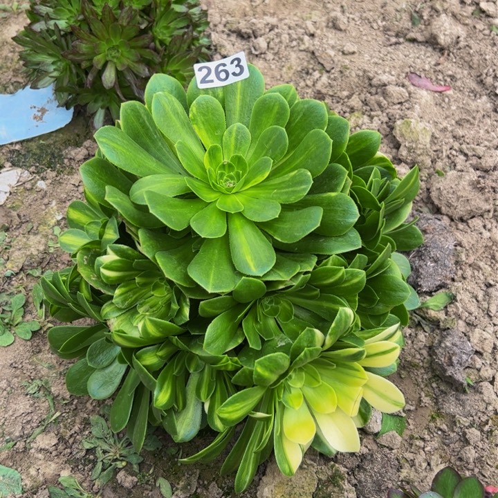 263五彩琉璃多肉