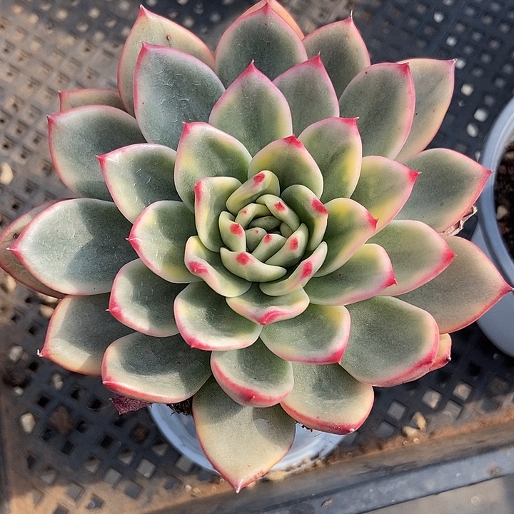 蔚蓝乌木锦多肉植物