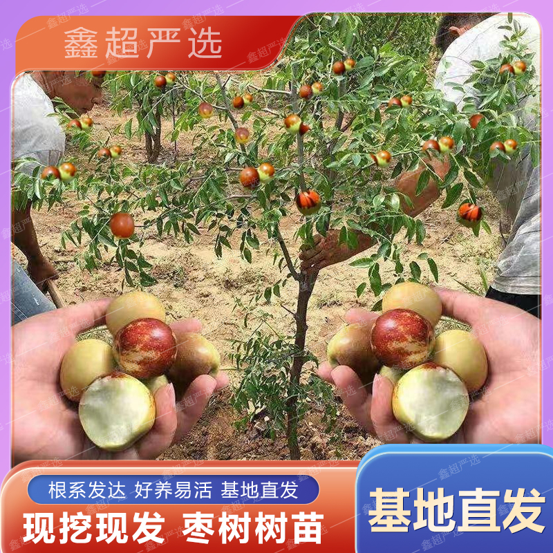 【枣树大苗】冰糖脆枣沾化冬枣葫芦枣潘枣树苗果树苗南北方好种植