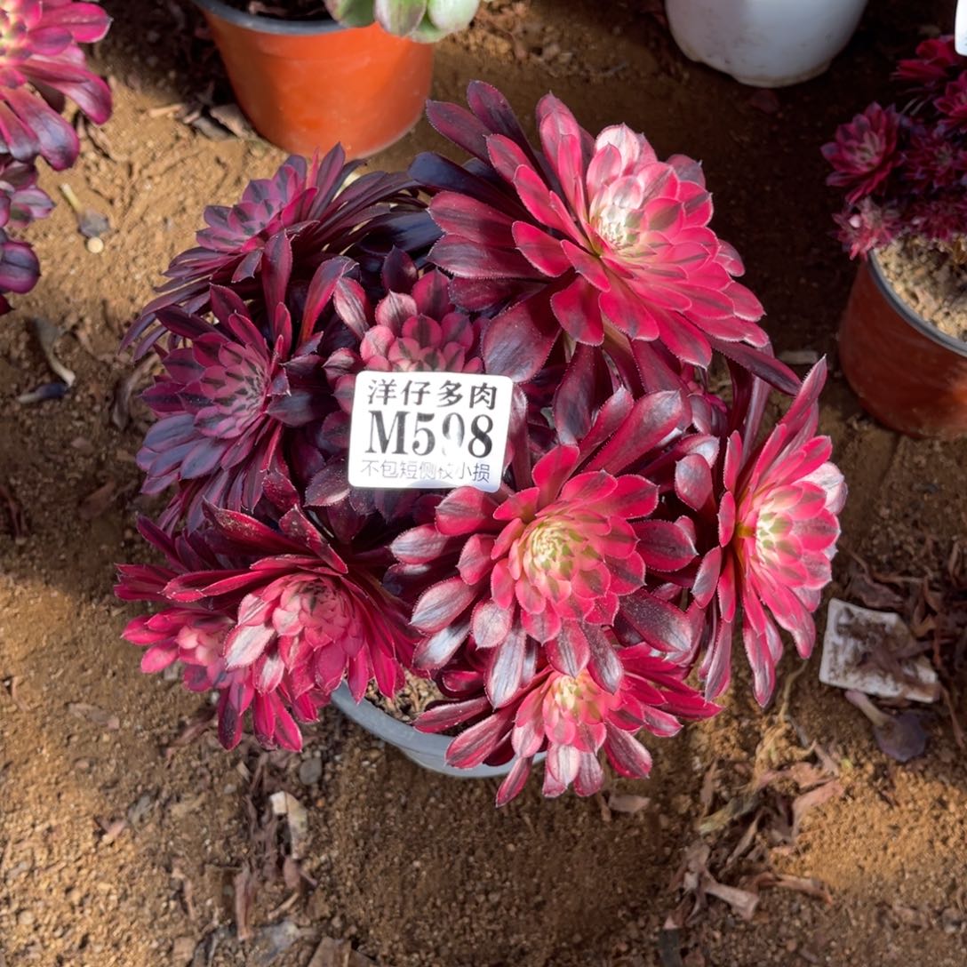 598黑铜白 冠幅20左右