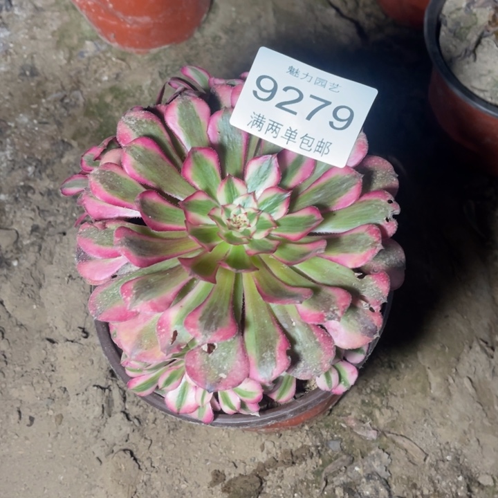 9279粉铜的人多肉的