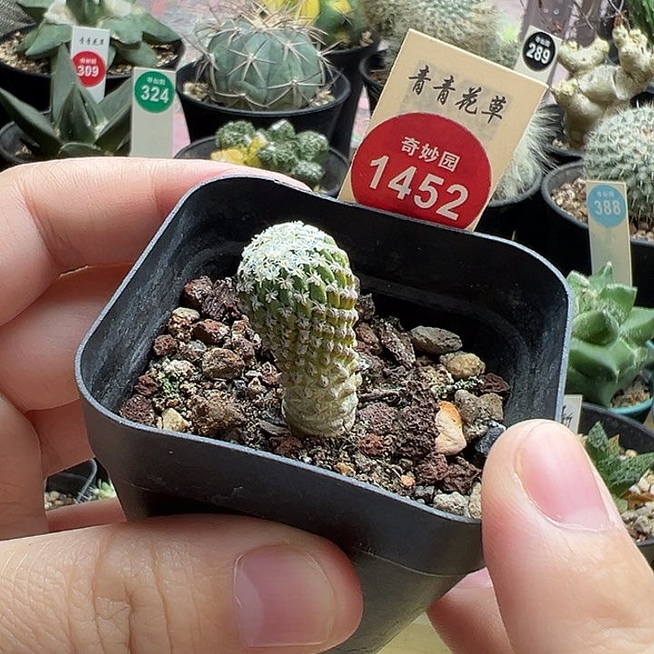 实生银牡丹1.4cm一棵仙人球