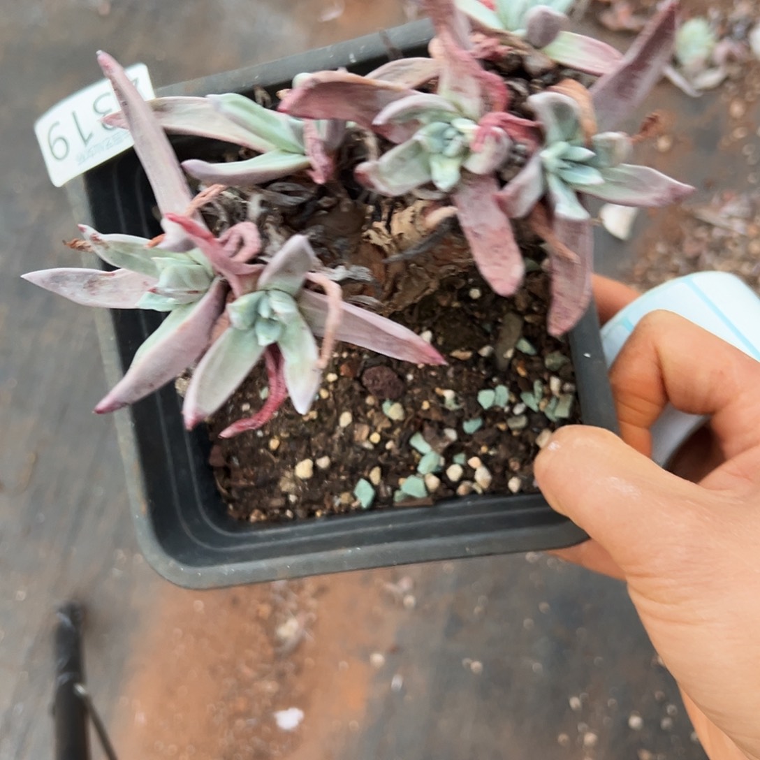 御剑仙女杯多肉。