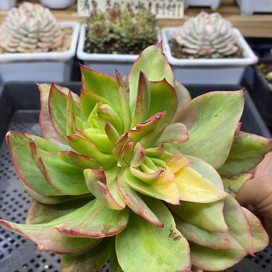 1778 老桩翠花杂花脸锦