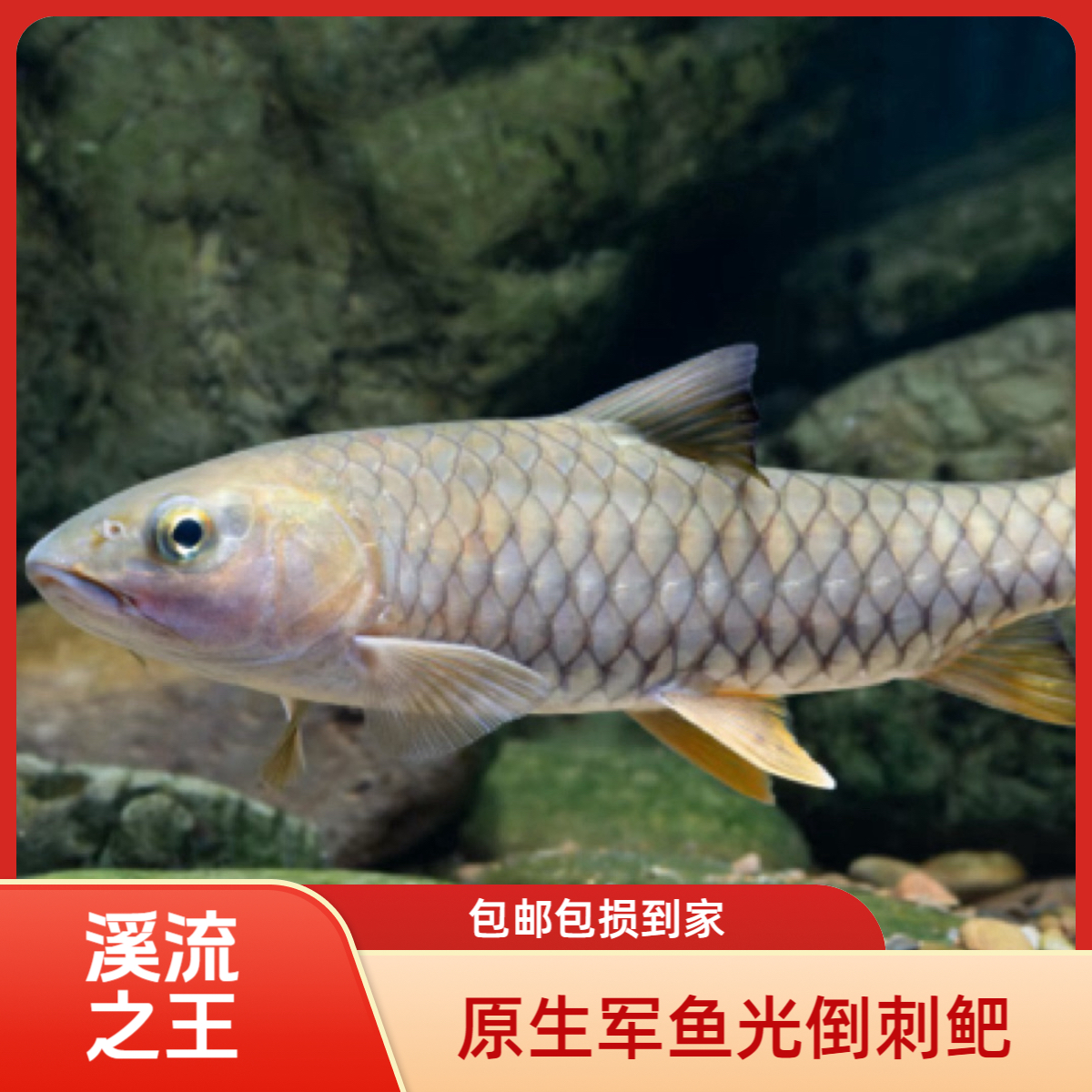 正宗军鱼红鳍鱼倒刺鲅鱼活体淡水观赏鱼
