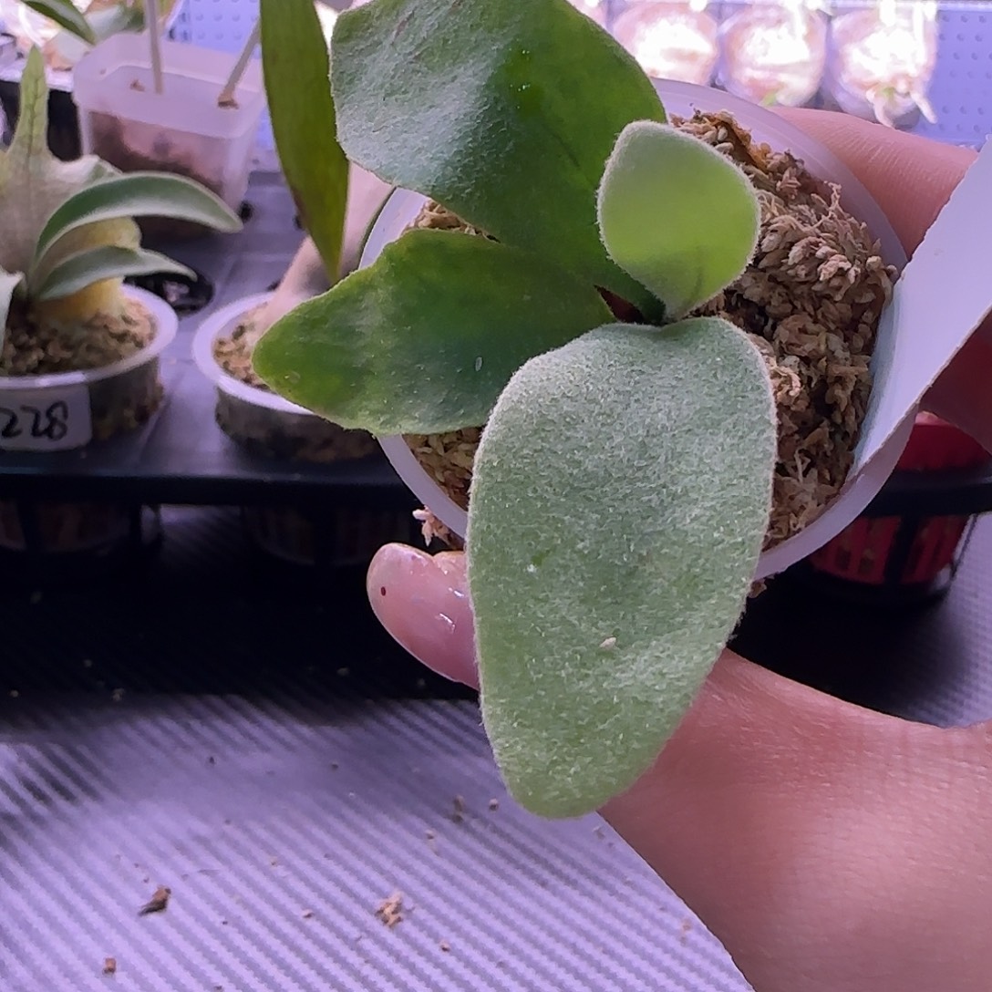 蓝月鹿角蕨孢子苗喔