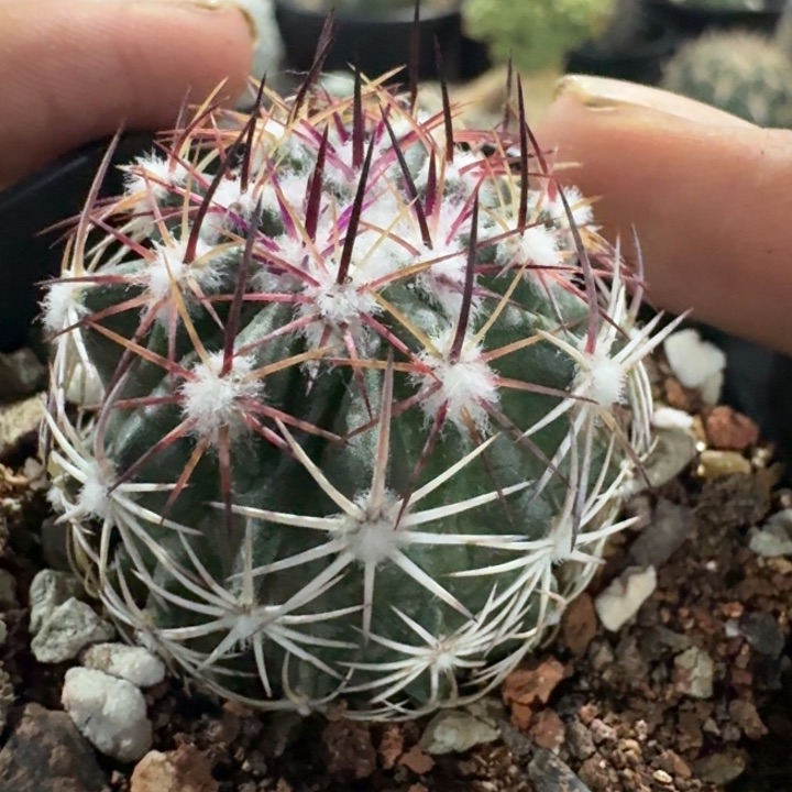 红廉玉实生仙人球 