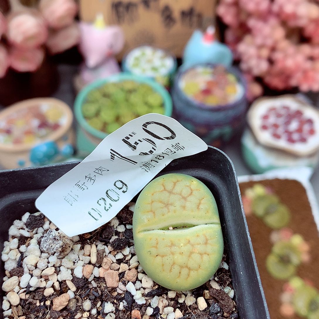 生石花满18包邮9-150