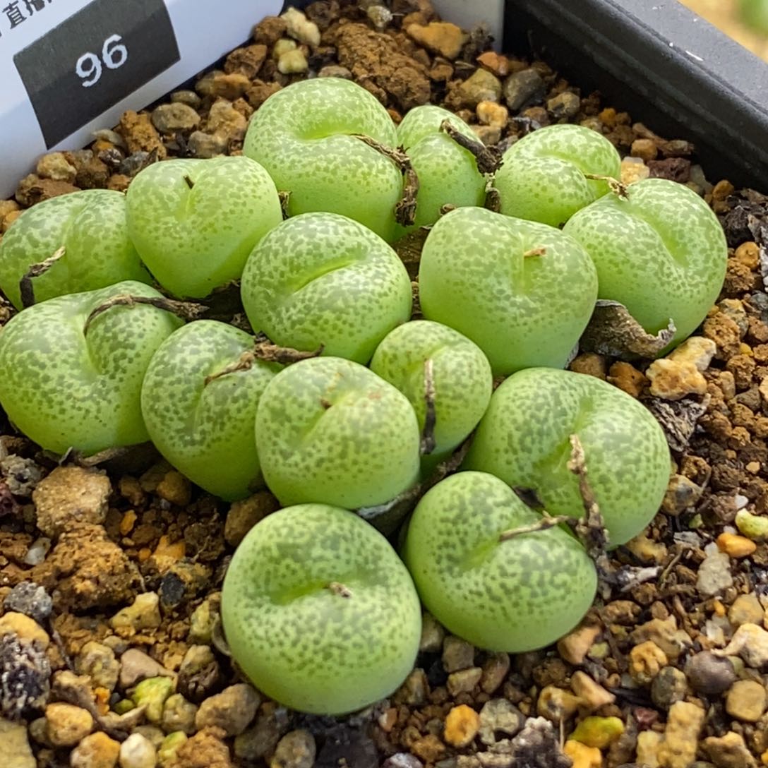 稀有河马群一颗好看好看