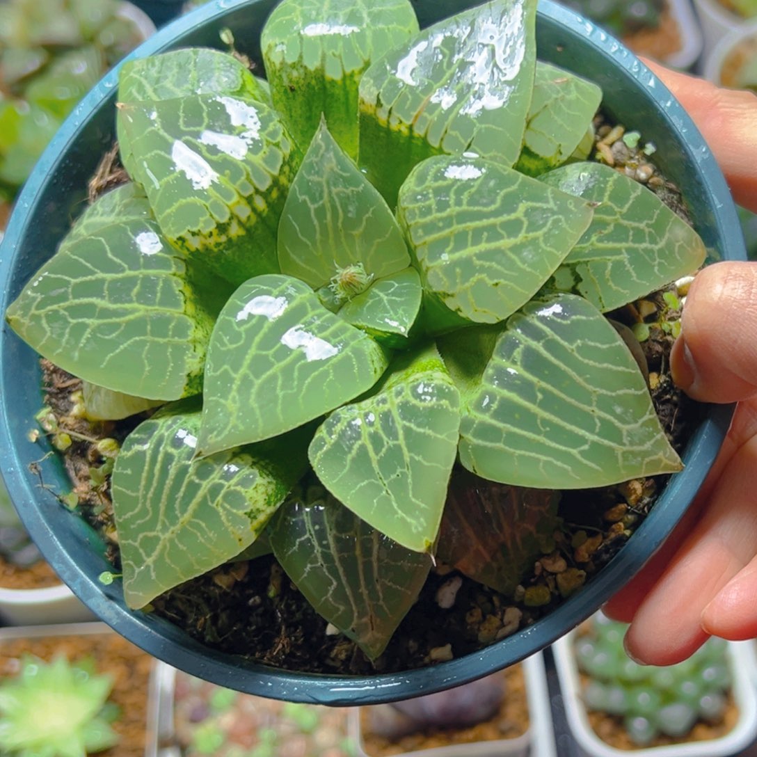 加仑盆康平玉露多肉多肉