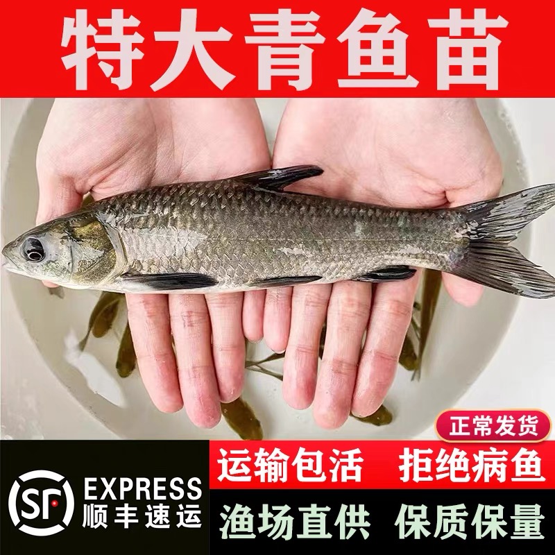 【保证正品】优质青鱼黑皖大螺丝青吃螺蚌淡水养殖渔场直发量大优惠