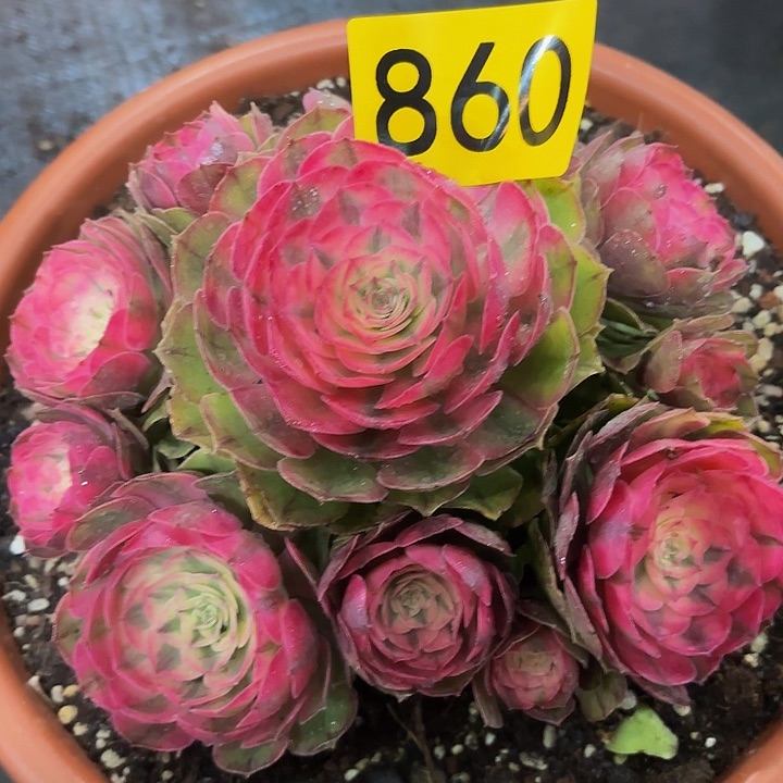 多肉植物荔枝860