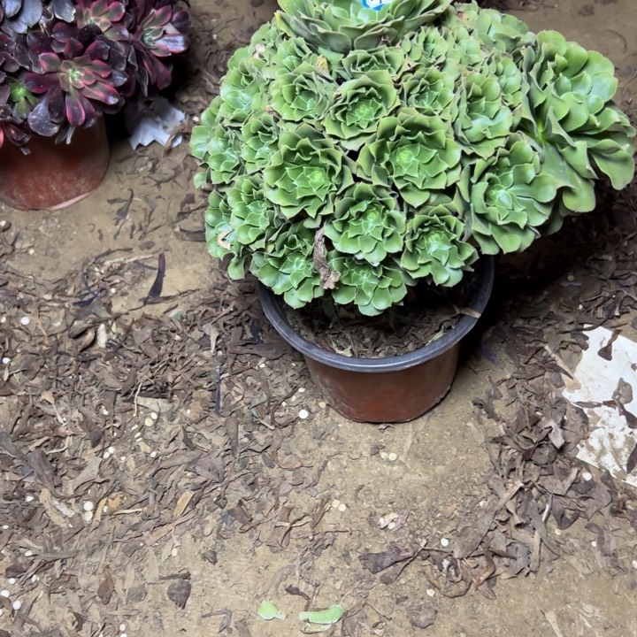 多肉植物绿杨荣44