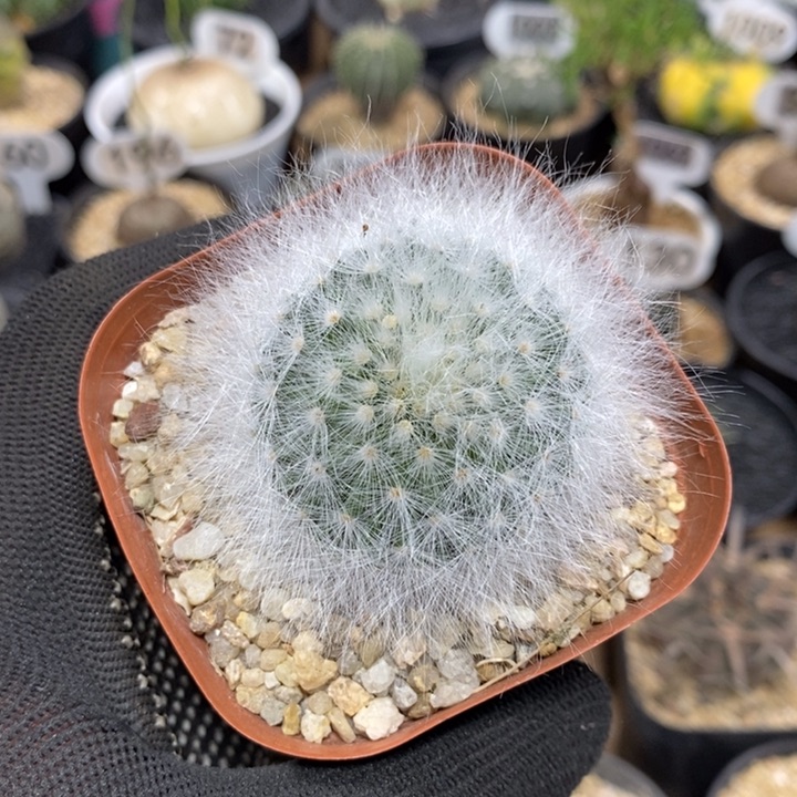 萱*专拍214号无刺丽光殿