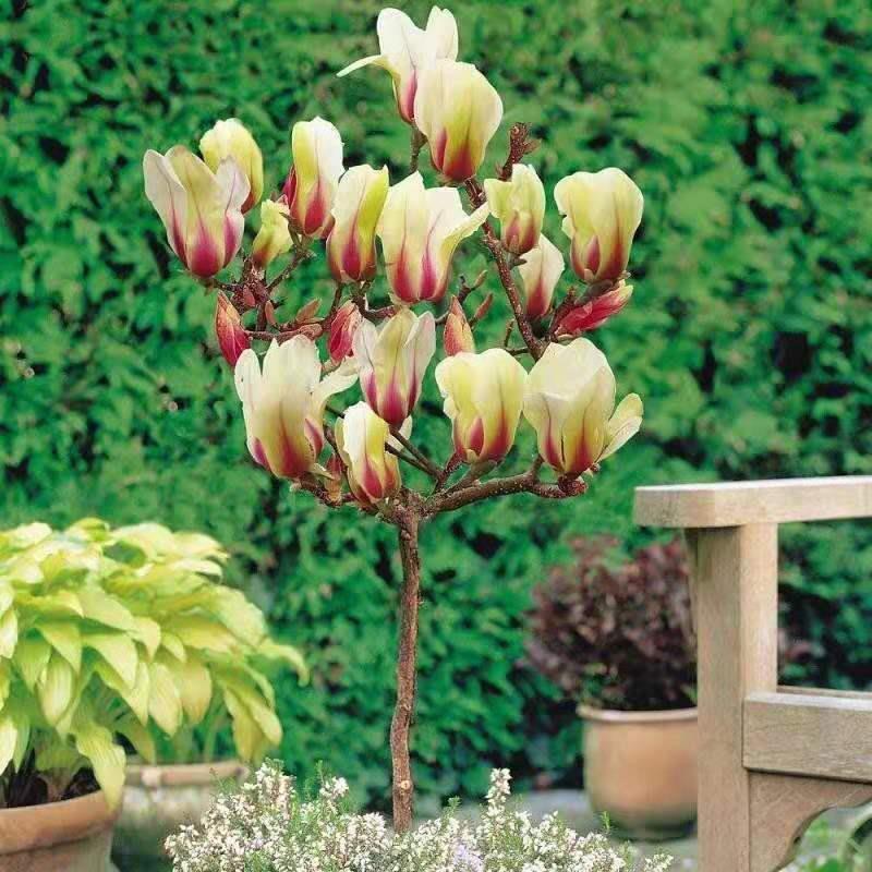 【新日出黄蝴蝶三季玉兰】密花型玉兰