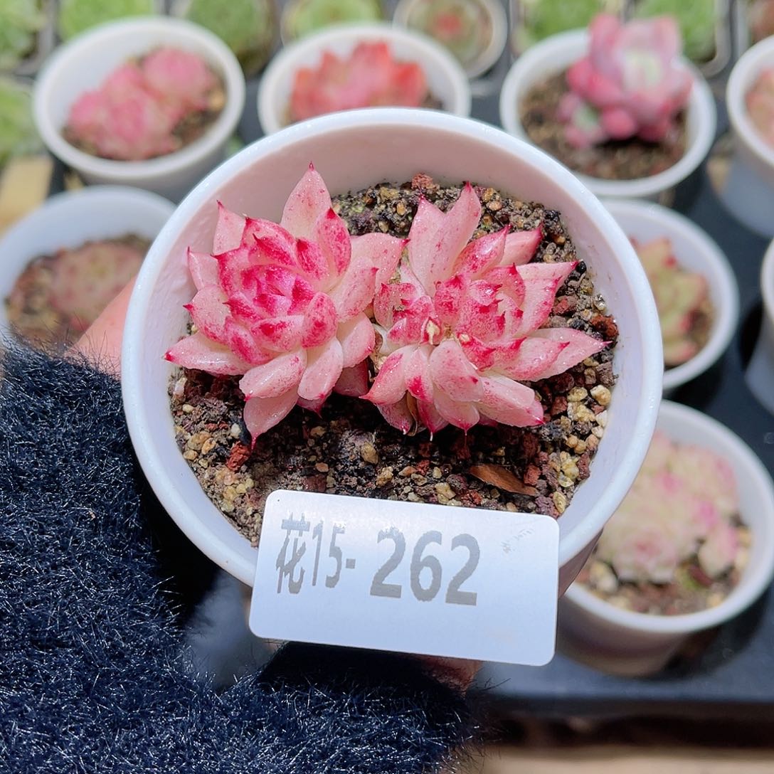 花利美15-262菊花台