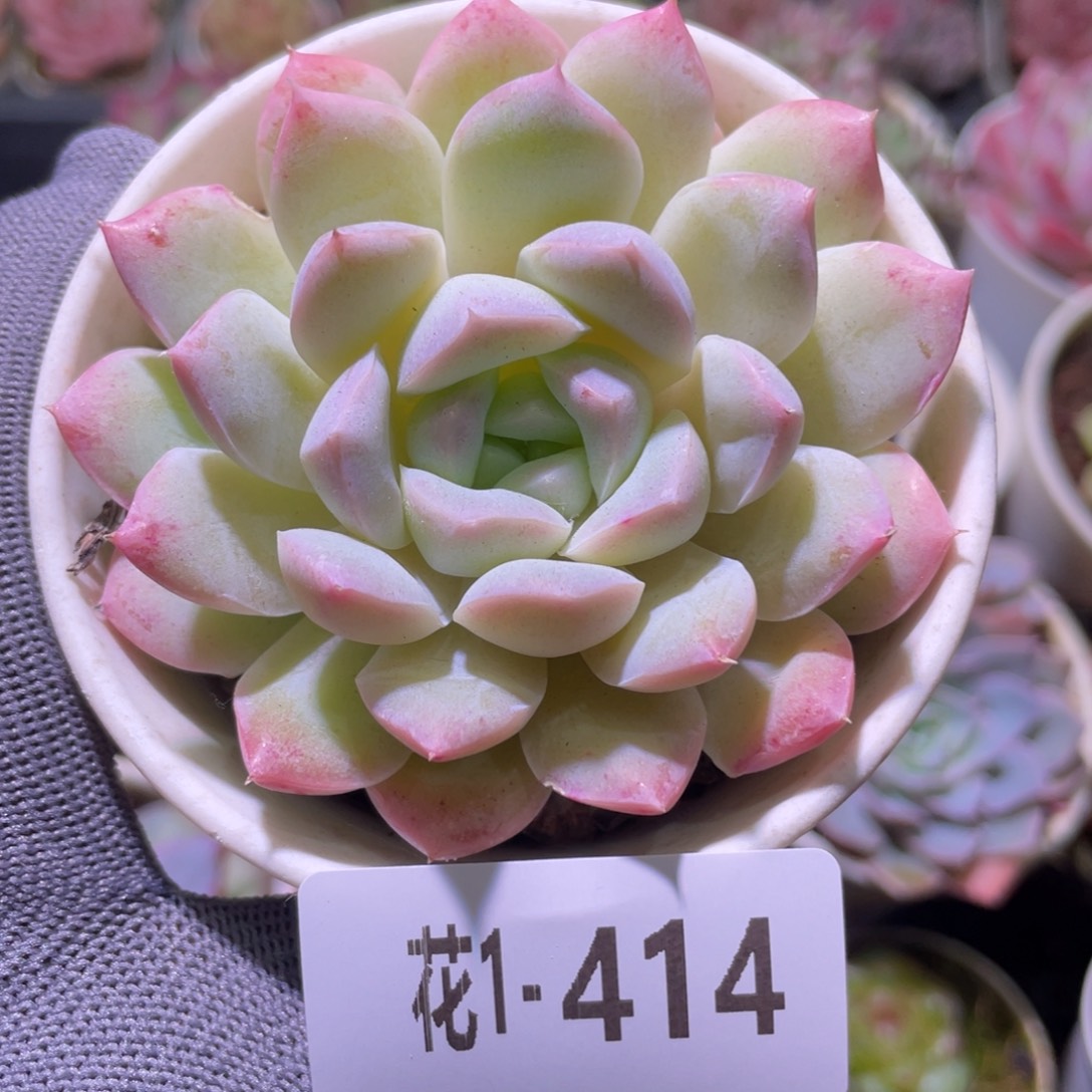 花利美1-414白雪 