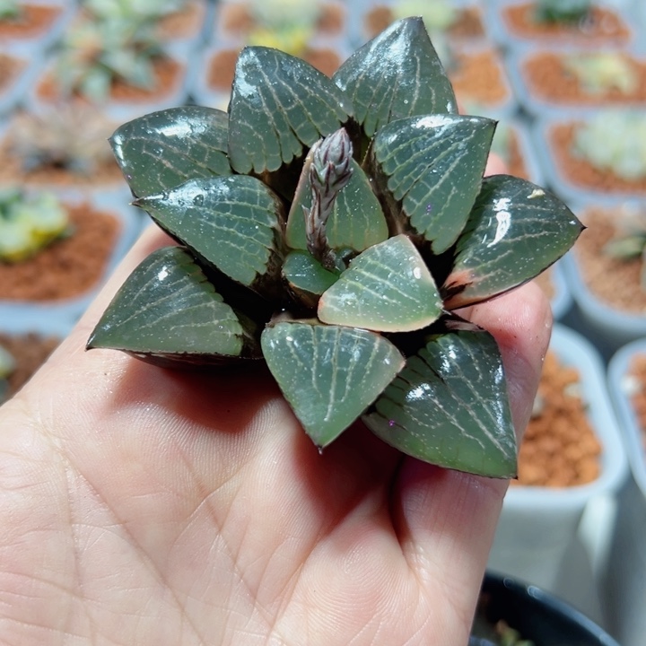 十二卷多肉日月潭锦