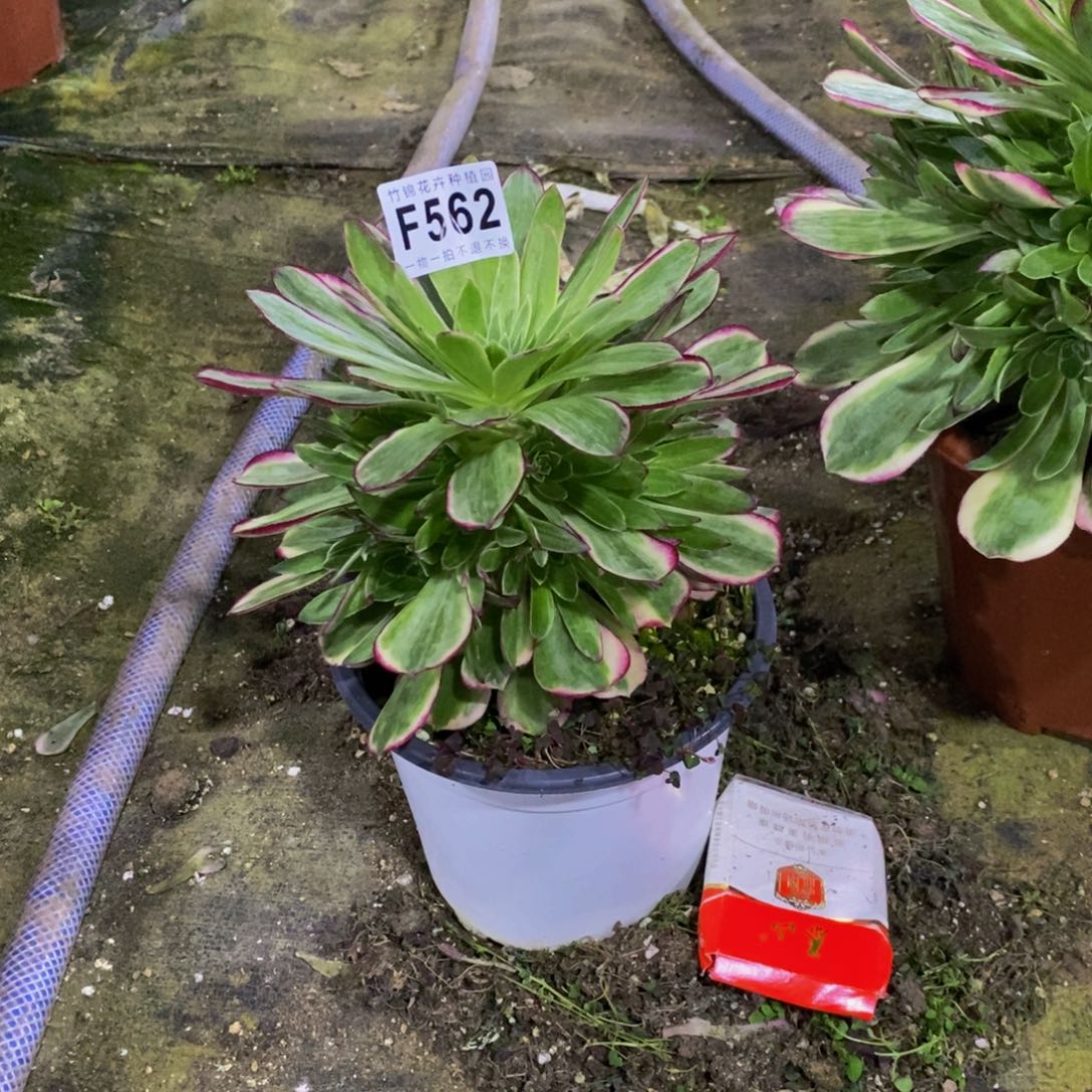 562小棉锦一棵棵