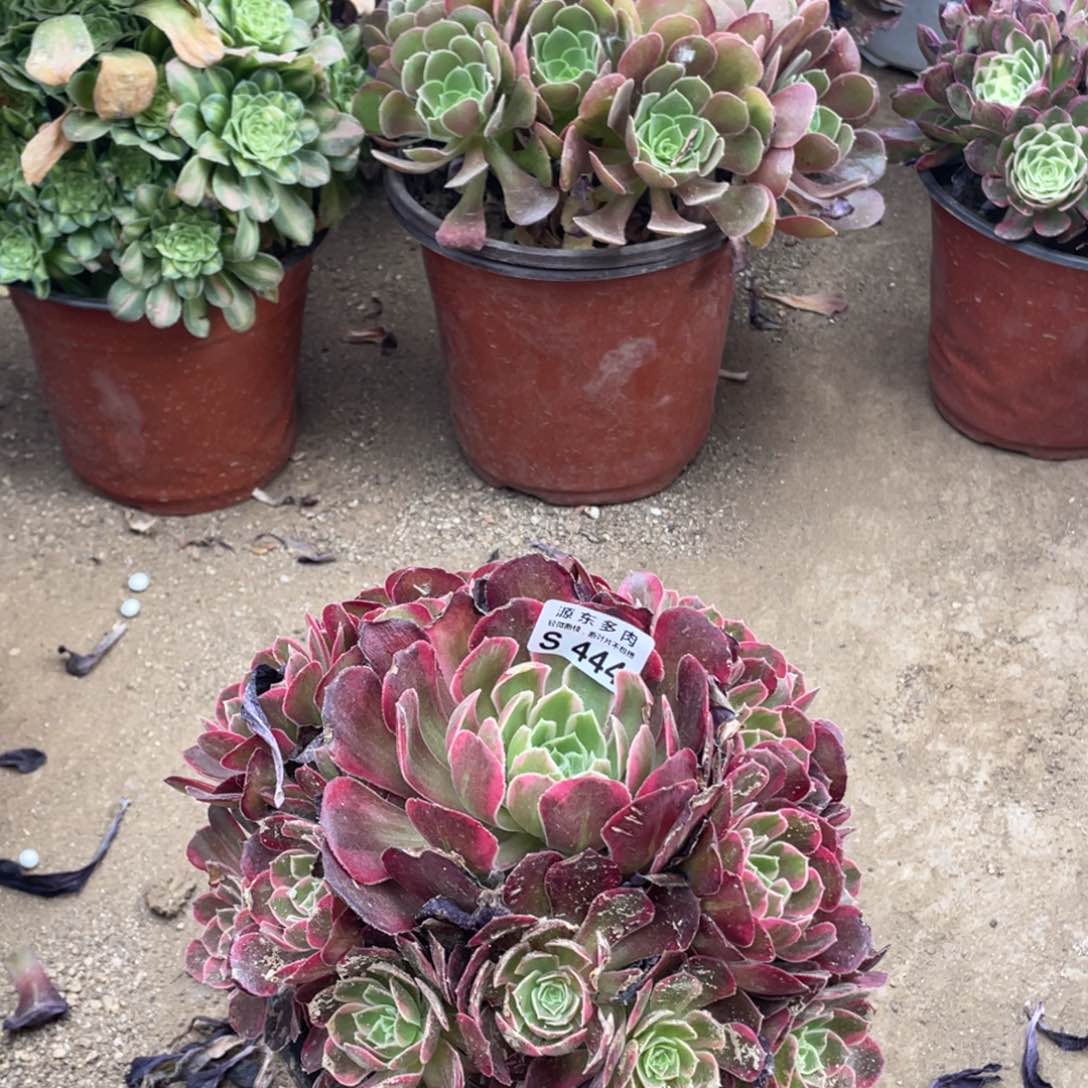 444安娜多肉法师断枝不包