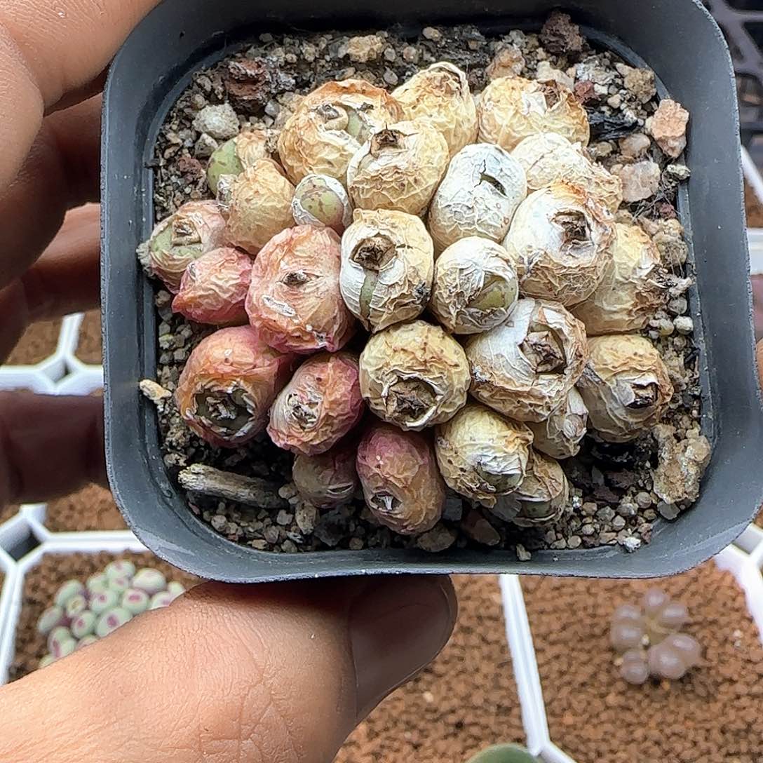 好看的杂交36964