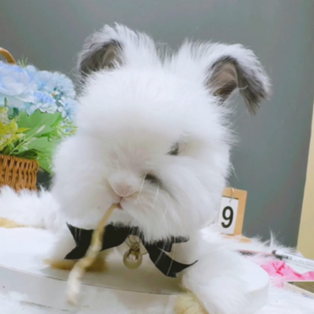 英系长毛双血统安哥拉兔兔