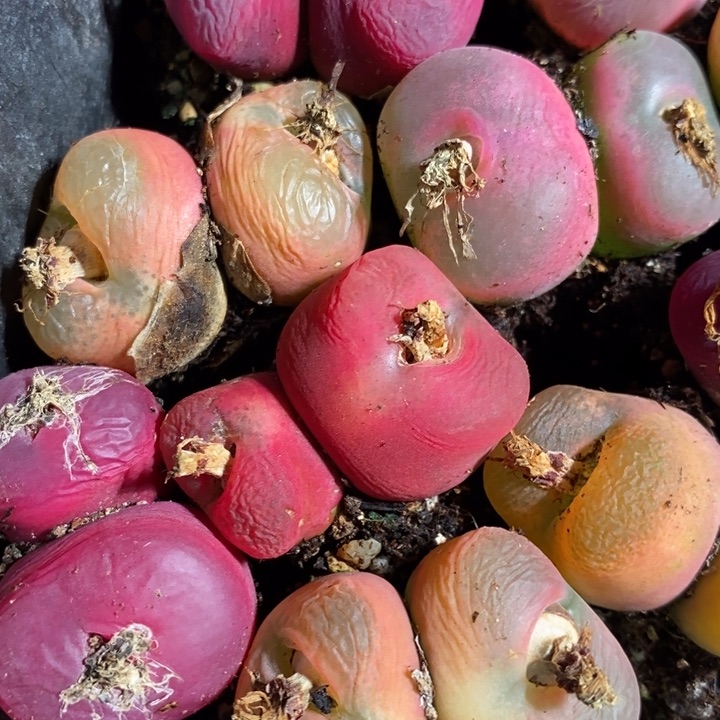 御**哥18226有伤一组一组