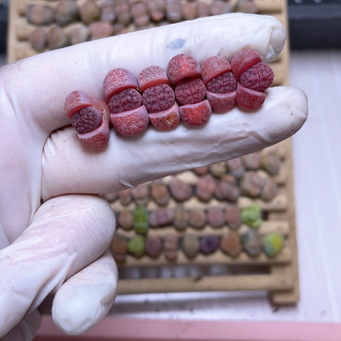 188号 阿克塞尔玫瑰