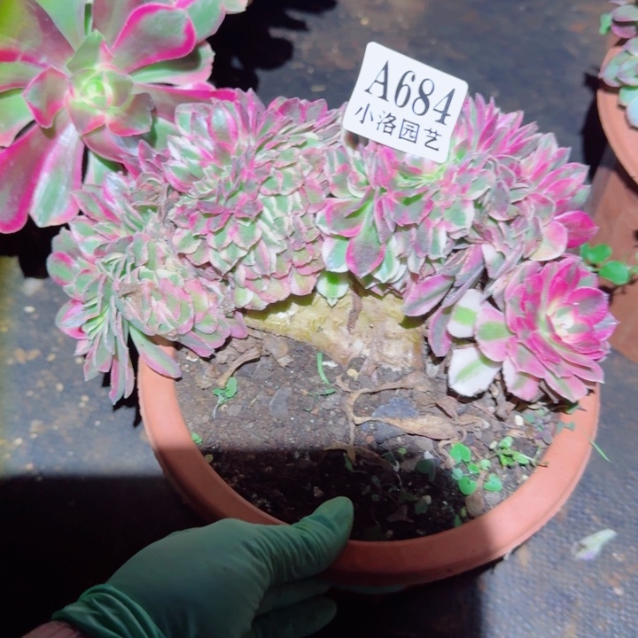 6814荔枝缀化多肉植物28包