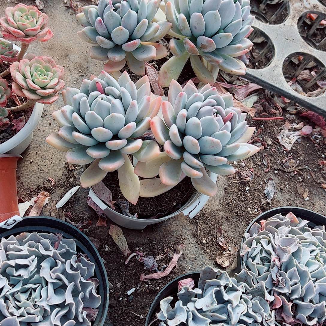 胖美人双头起发精品特价