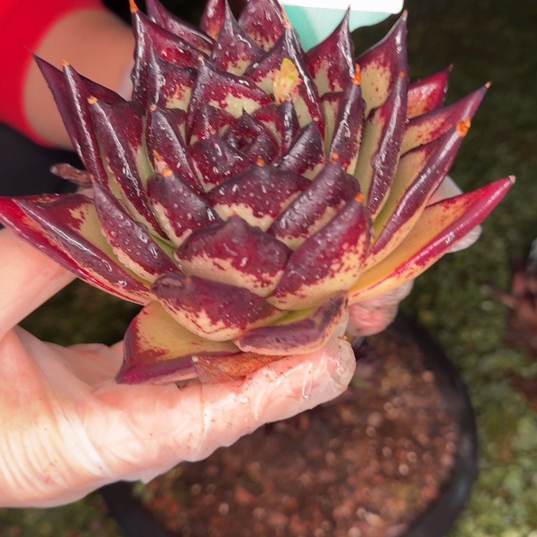 从前慢花园多肉编号0101-229