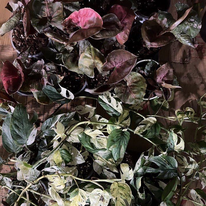 无花朵薄荷麒麟尾加圣诞加一颗随机