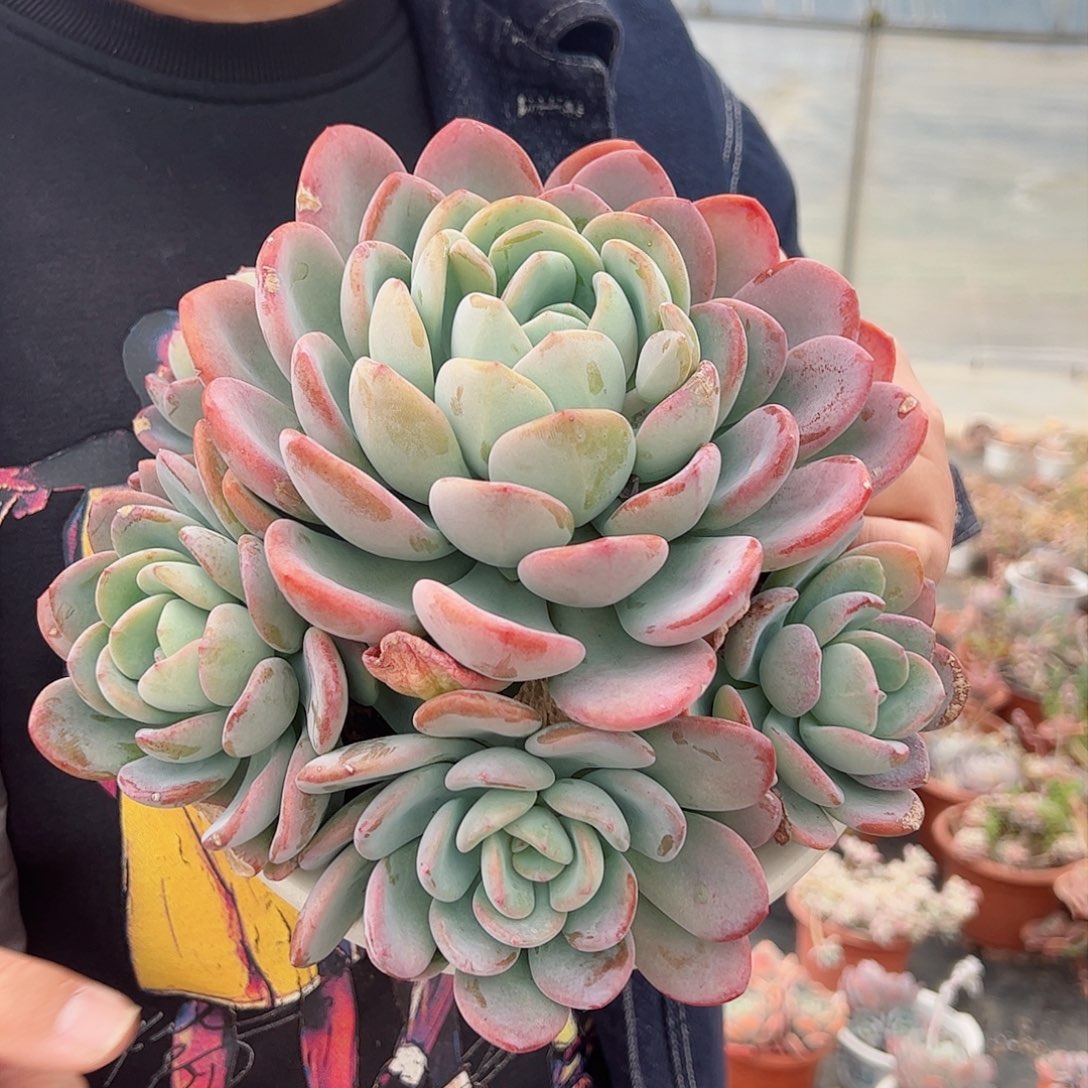 香橙四头起大盆群多肉植物