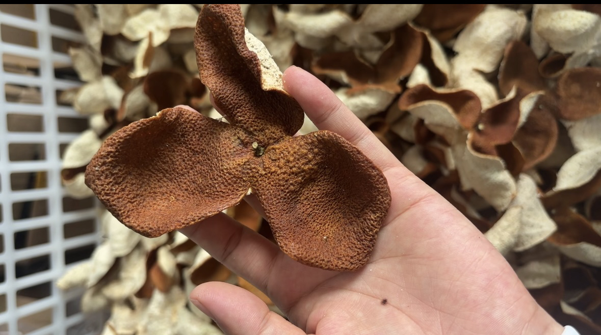 精选2024年冬后大红皮（天然生晒）