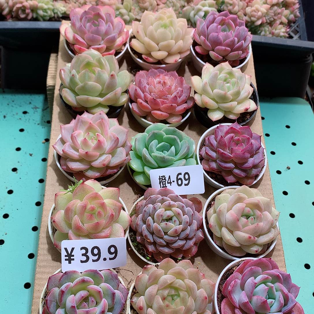 4-69一物一拍带盆18颗