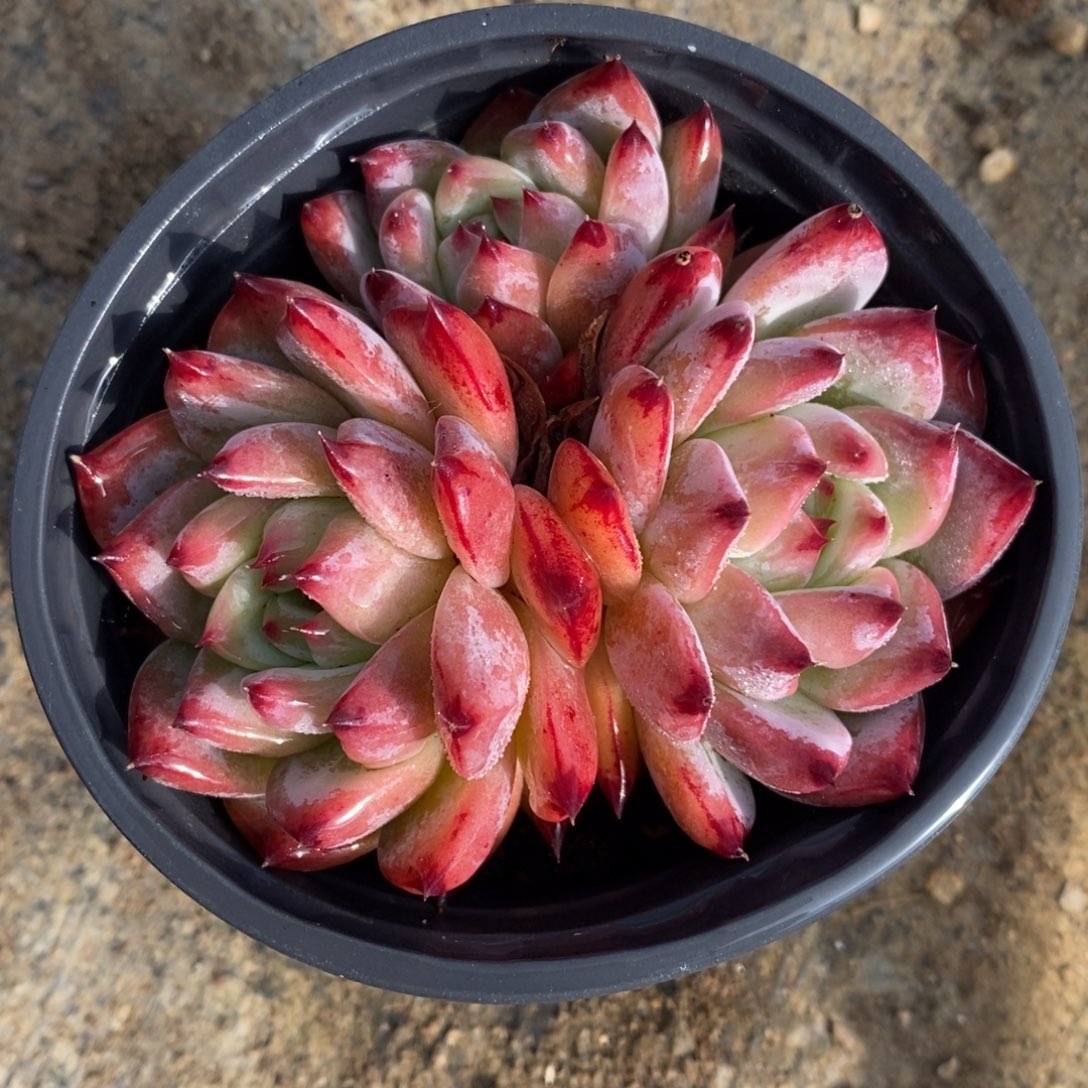 自助下单一物一拍多肉下滑有惊喜