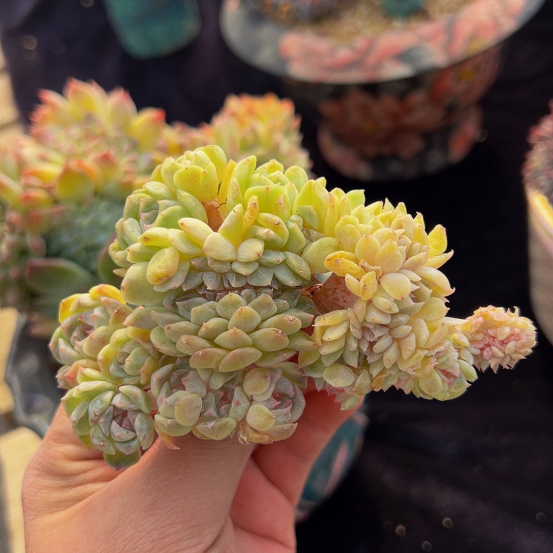 ?****新年快乐 新年快乐