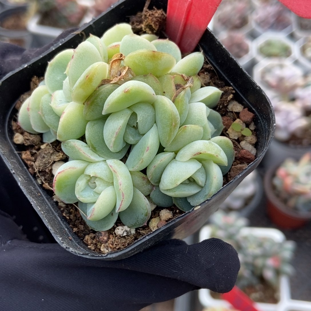 5汉堡锦多肉植物多肉