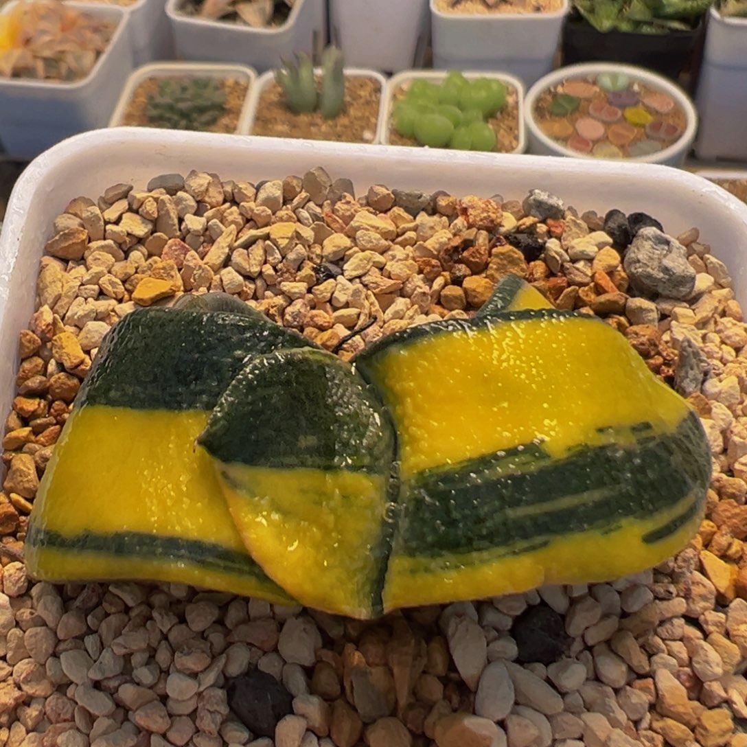 33多肉植物百科蜗牛锦