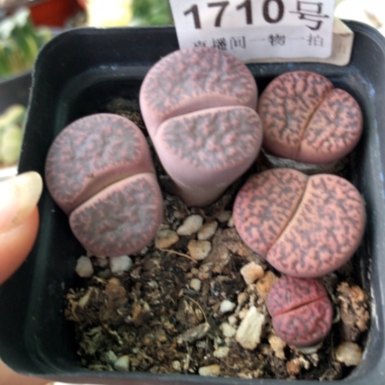 1710，如图一物一拍